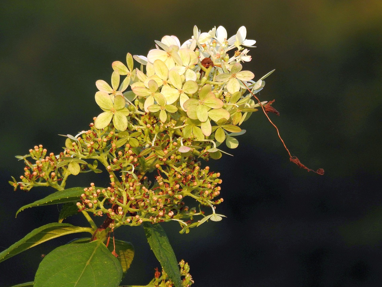 plant  blossom  bloom free photo