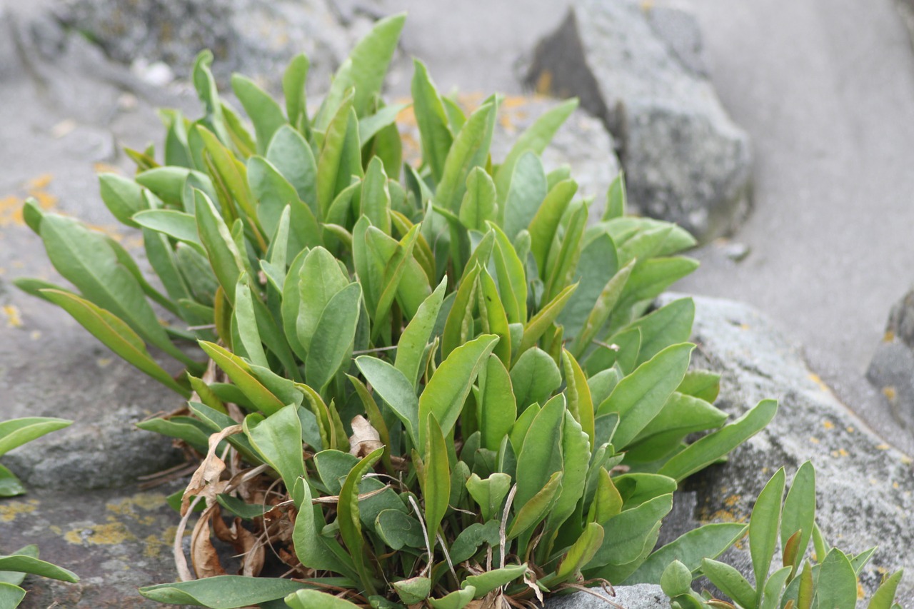 plant stones beach free photo