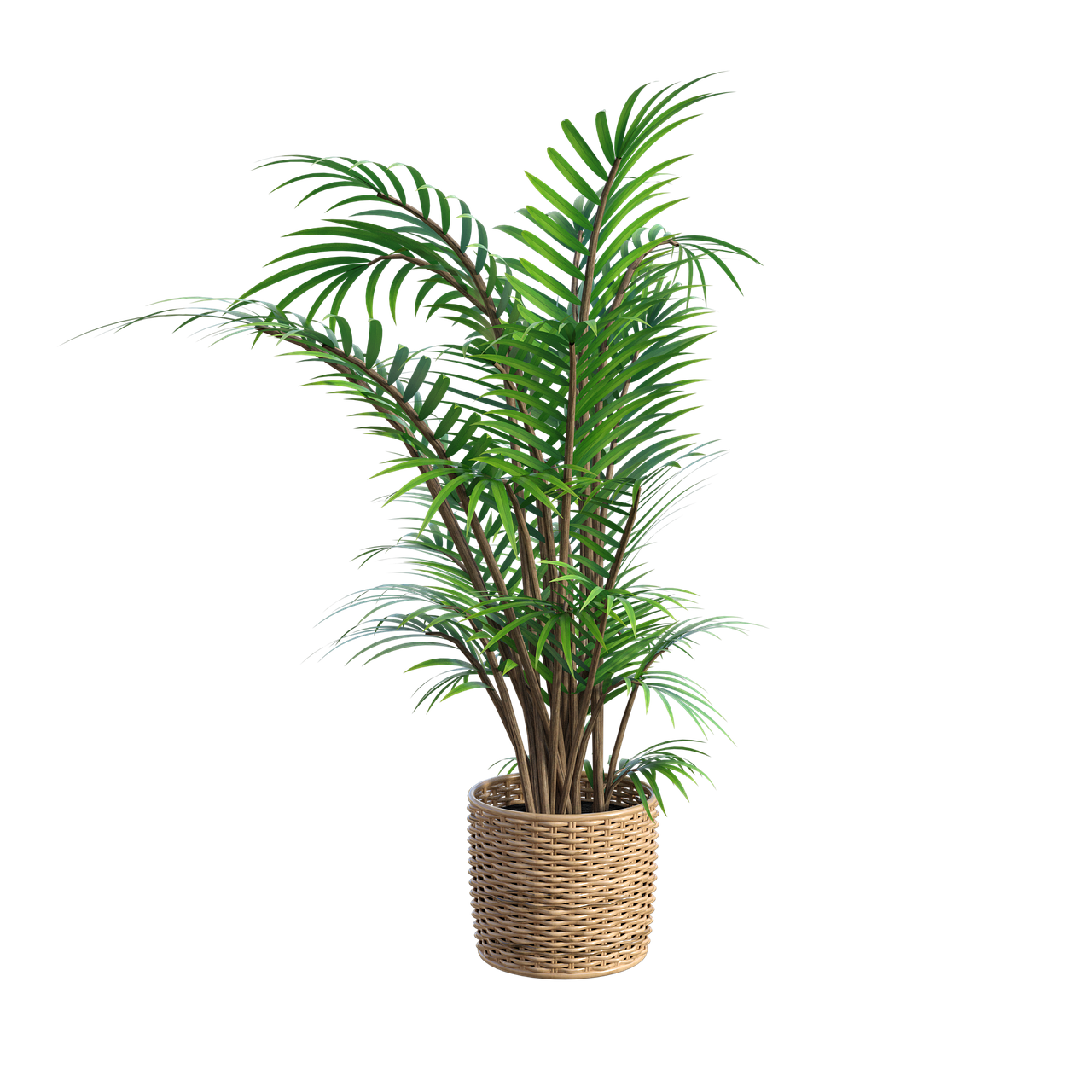 plant  fern  tall free photo