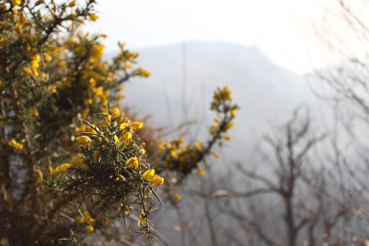 plant  flowers  cold free photo