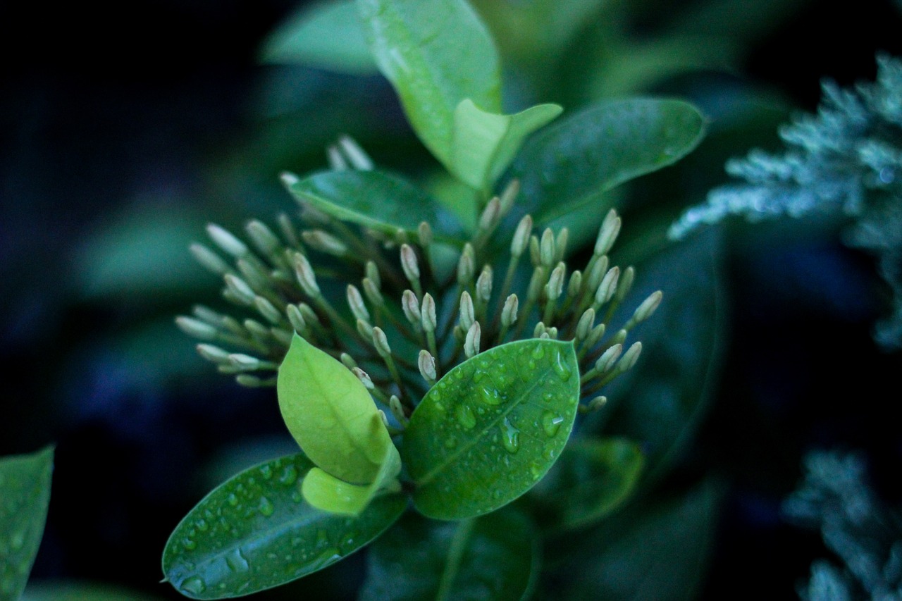 plant green leaves free photo