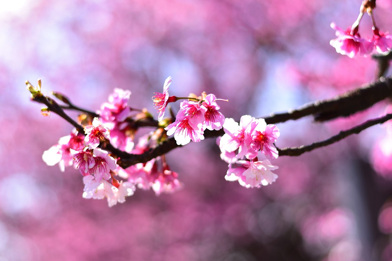 plant  flower  cherry blossom free photo