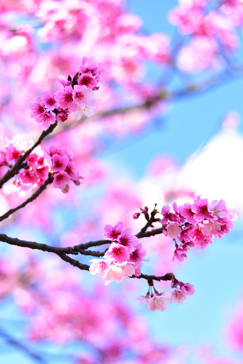 plant  flower  cherry blossom free photo