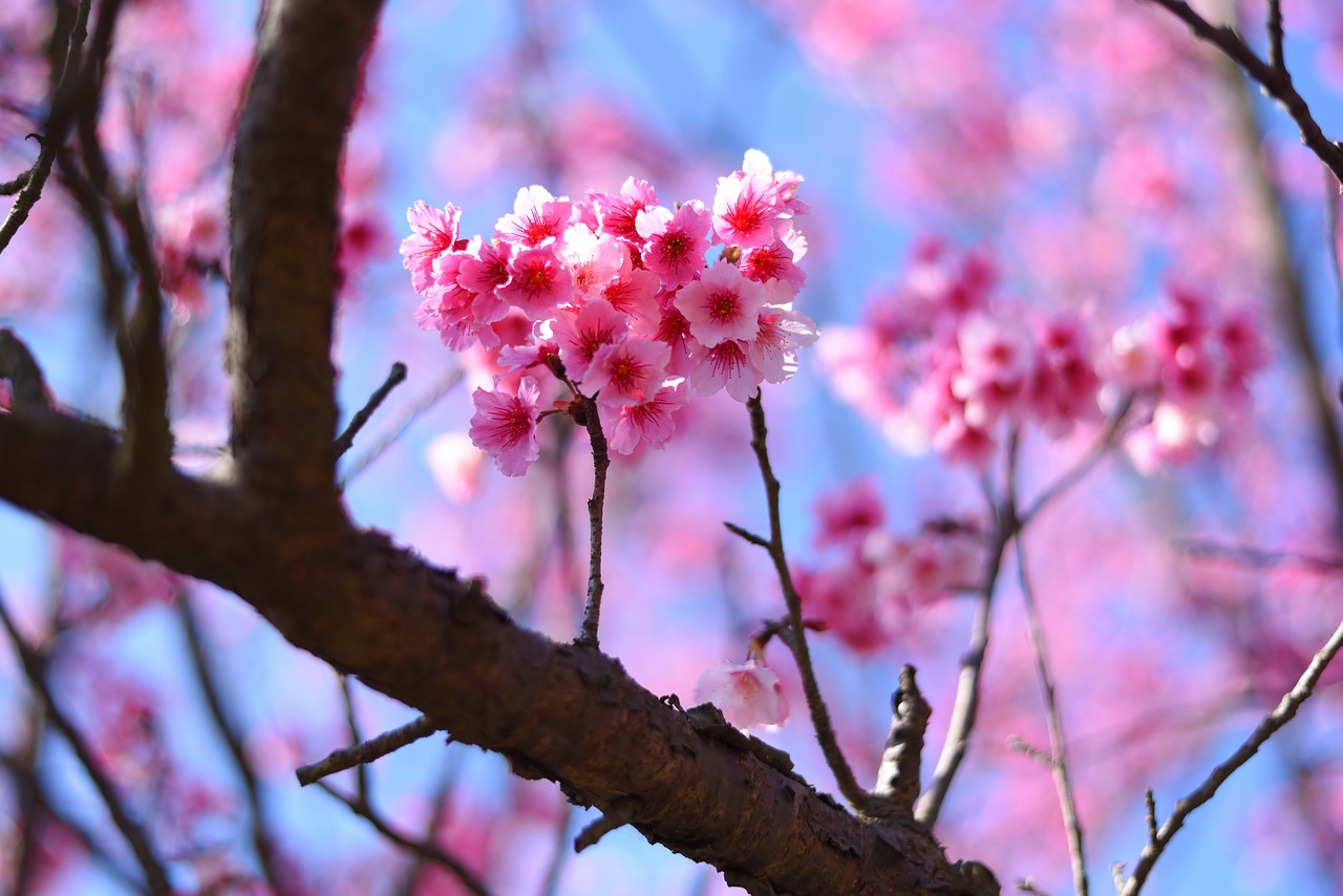 plant  flower  cherry blossom free photo