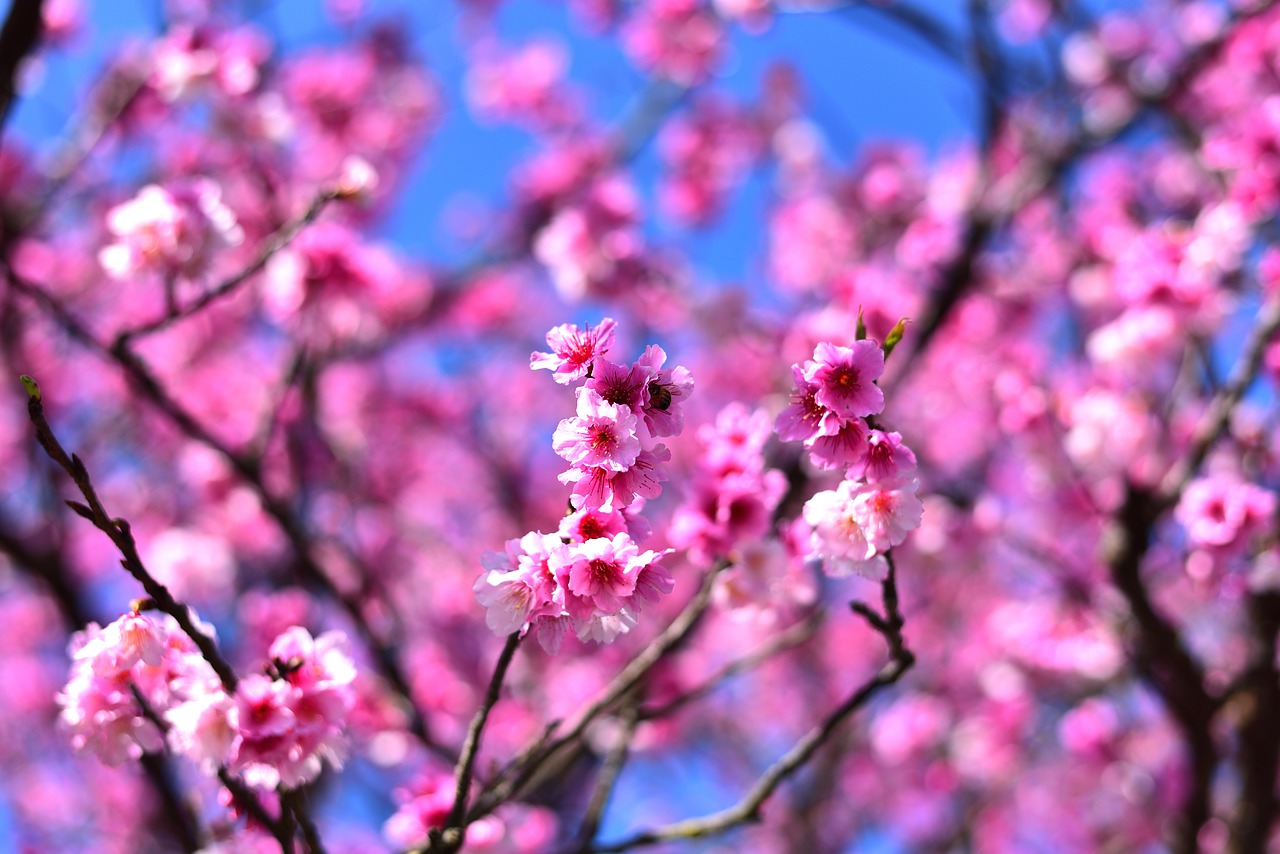 plant  flower  cherry blossom free photo