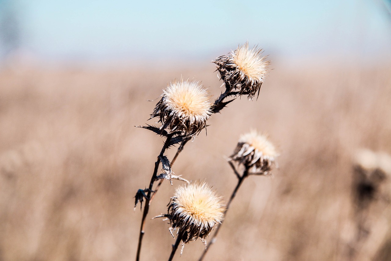 plant  drought  nature free photo