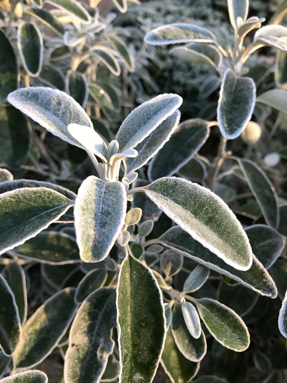 plant  bush  frost free photo