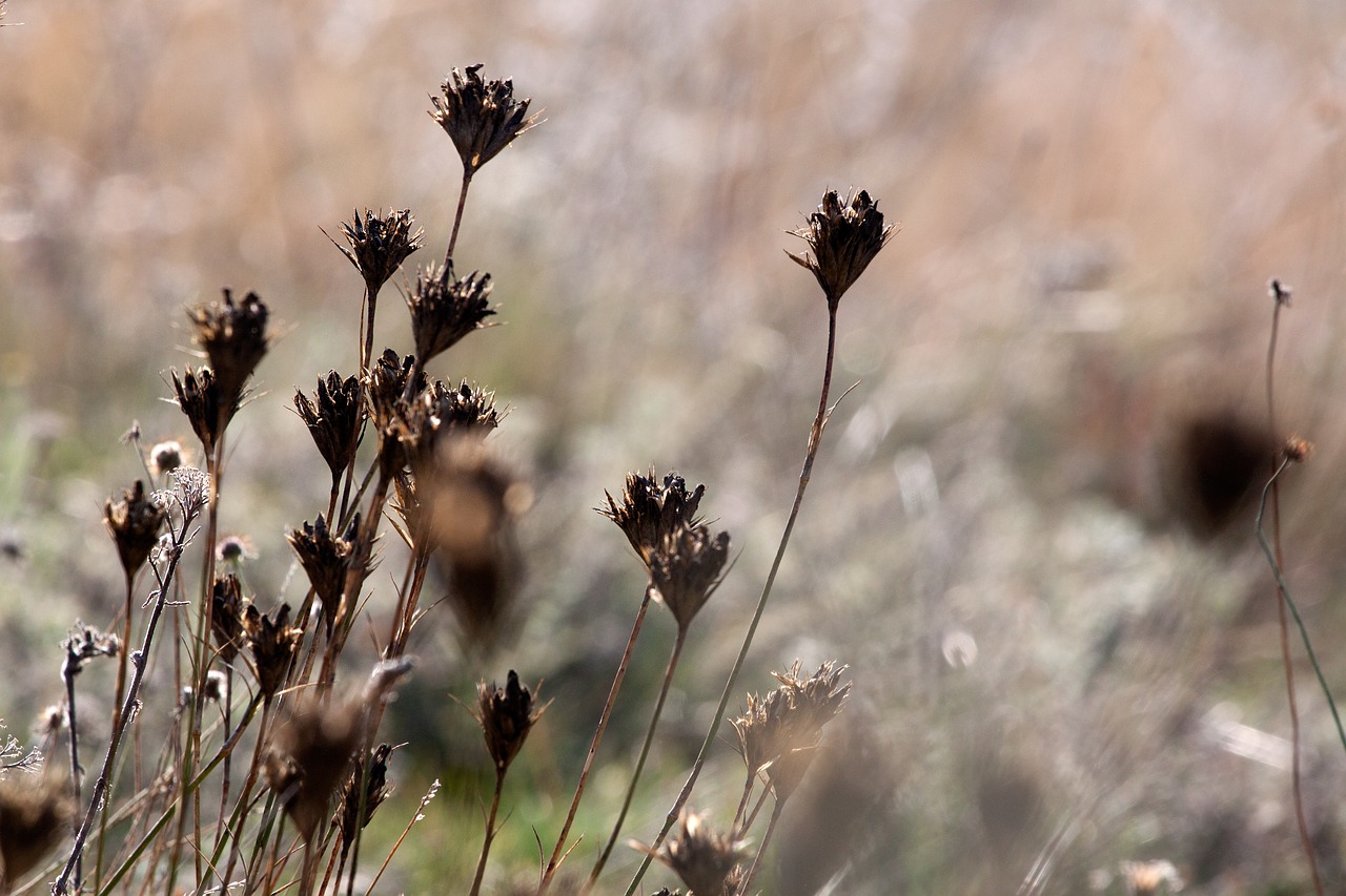 plant  grass  nature free photo