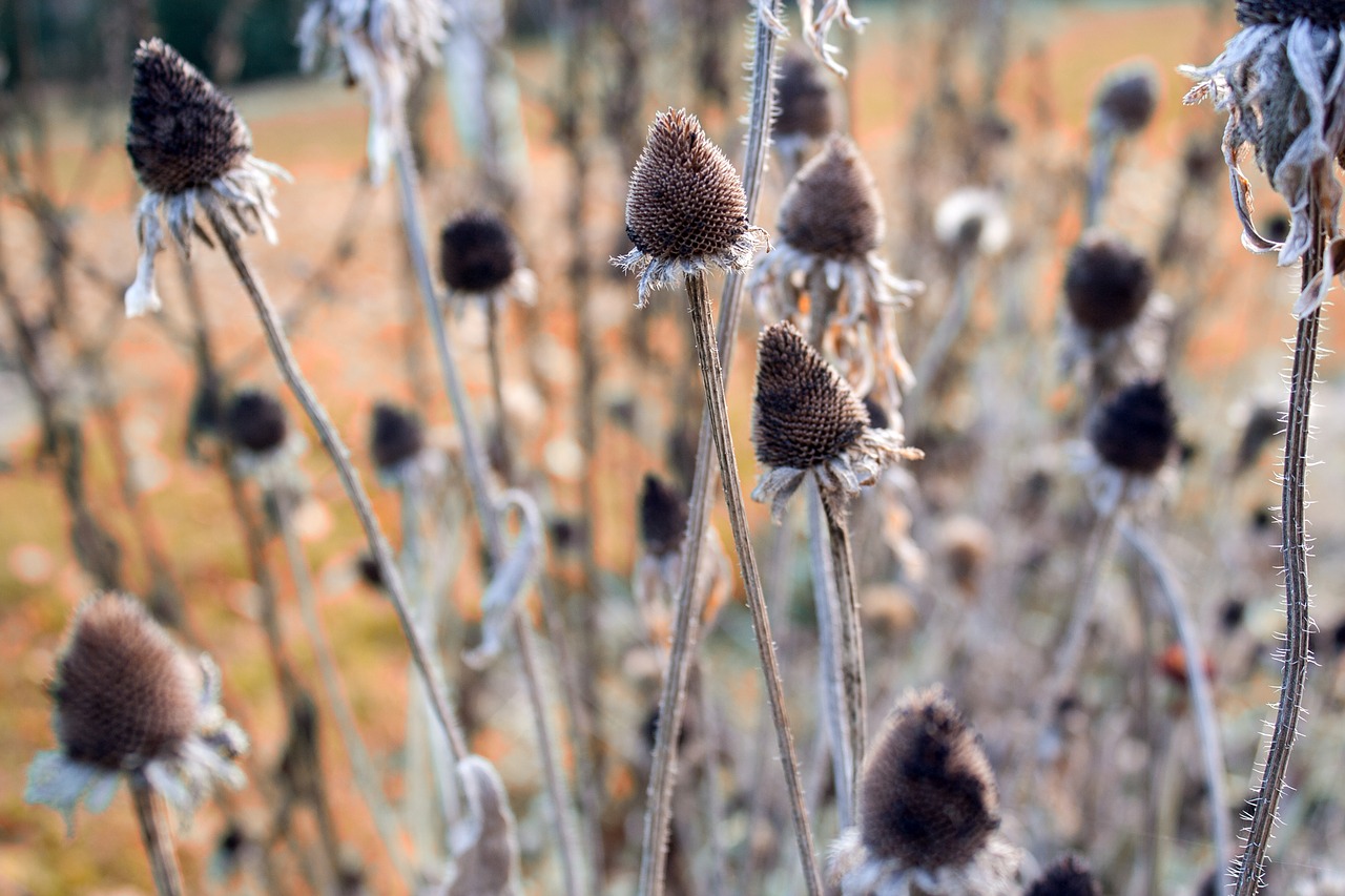 plant  grass  nature free photo