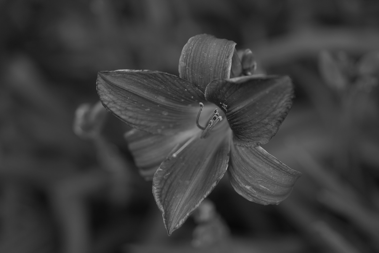 plant  flower  in full bloom free photo