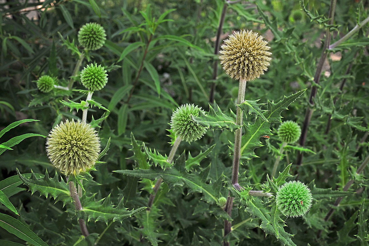 plant  nature  thistle free photo