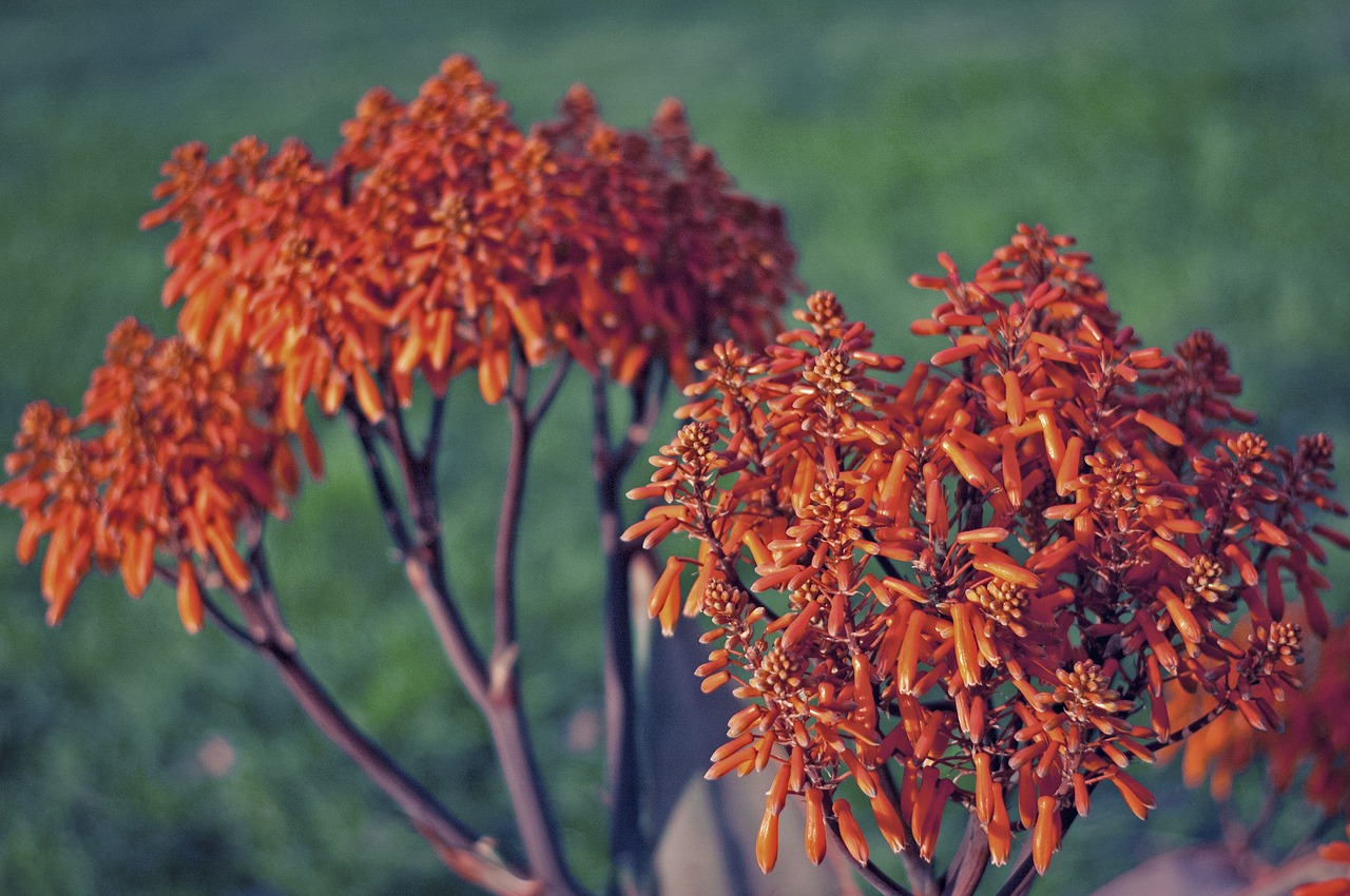 plant  flowers  garden free photo