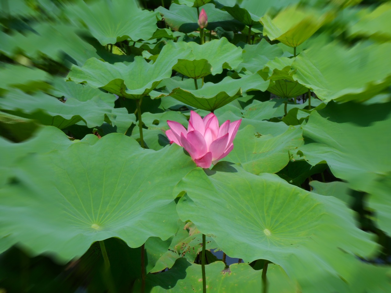 plant lotus natural free photo