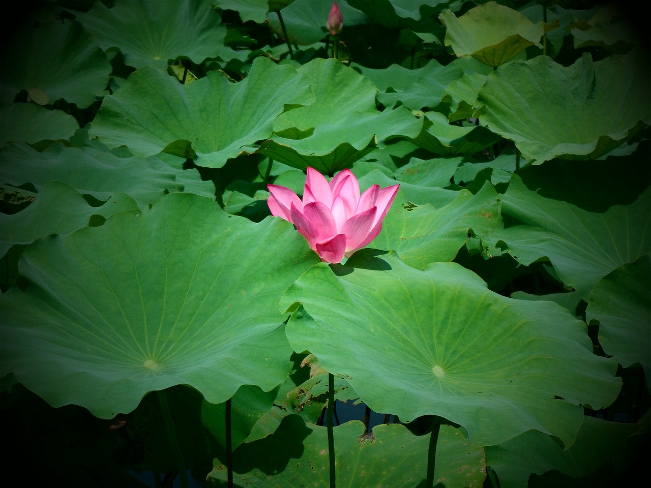 plant lotus natural free photo