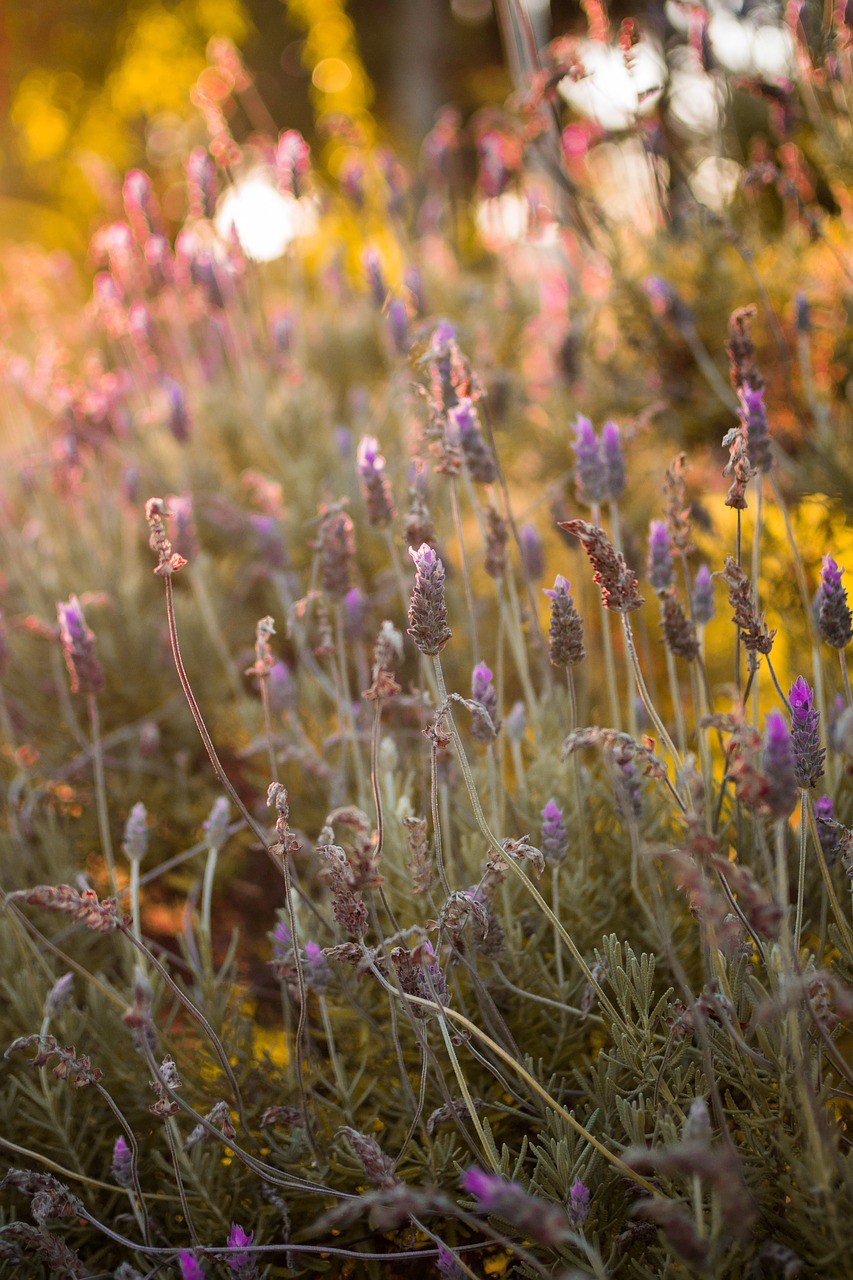 plant  flower  nature free photo