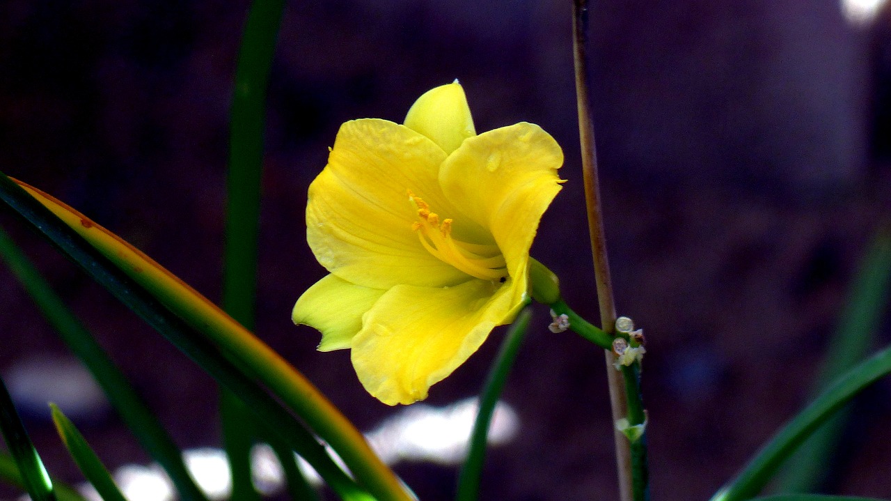 plant  flower  daylily free photo