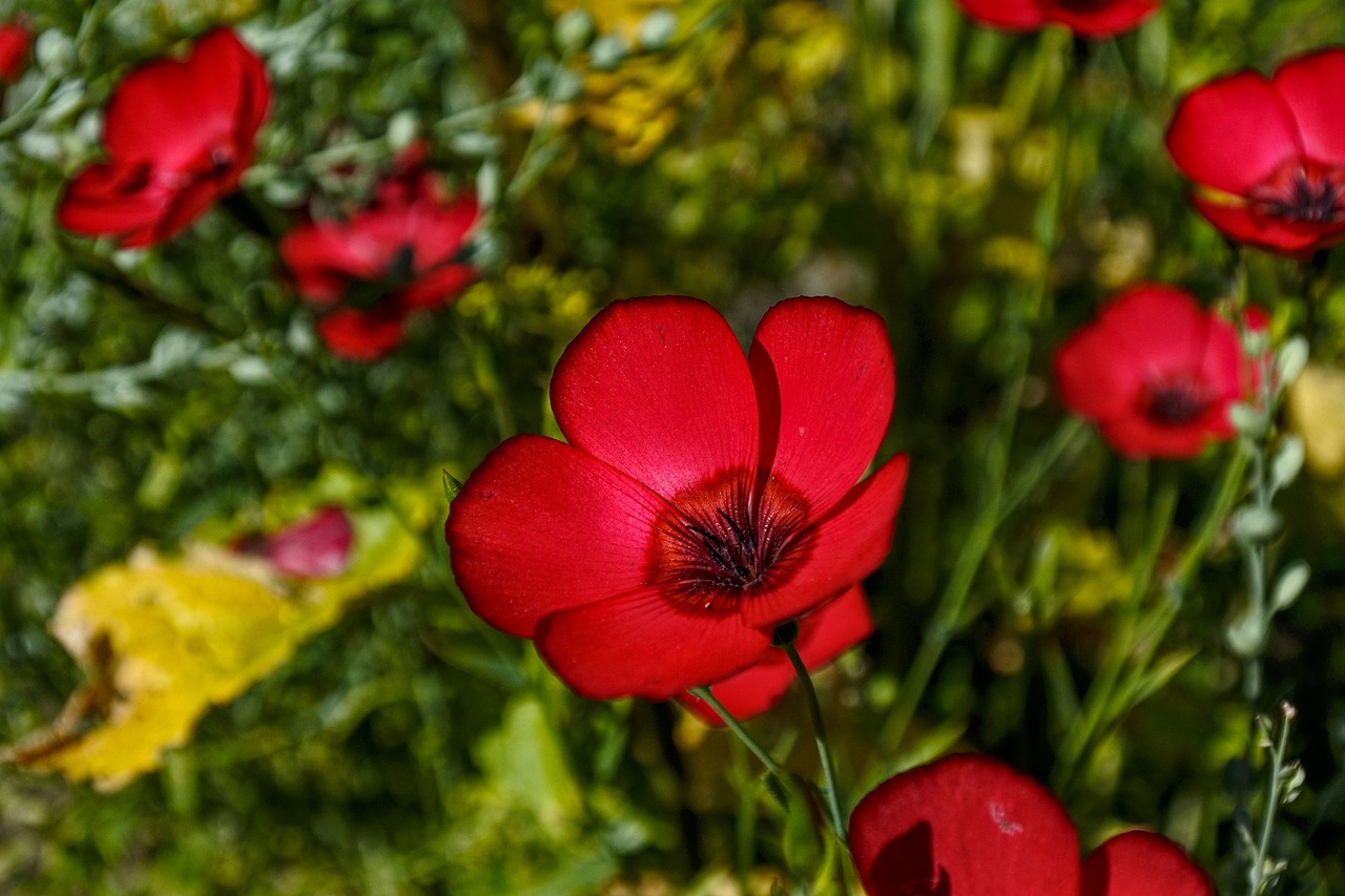 plant  red  red lein free photo