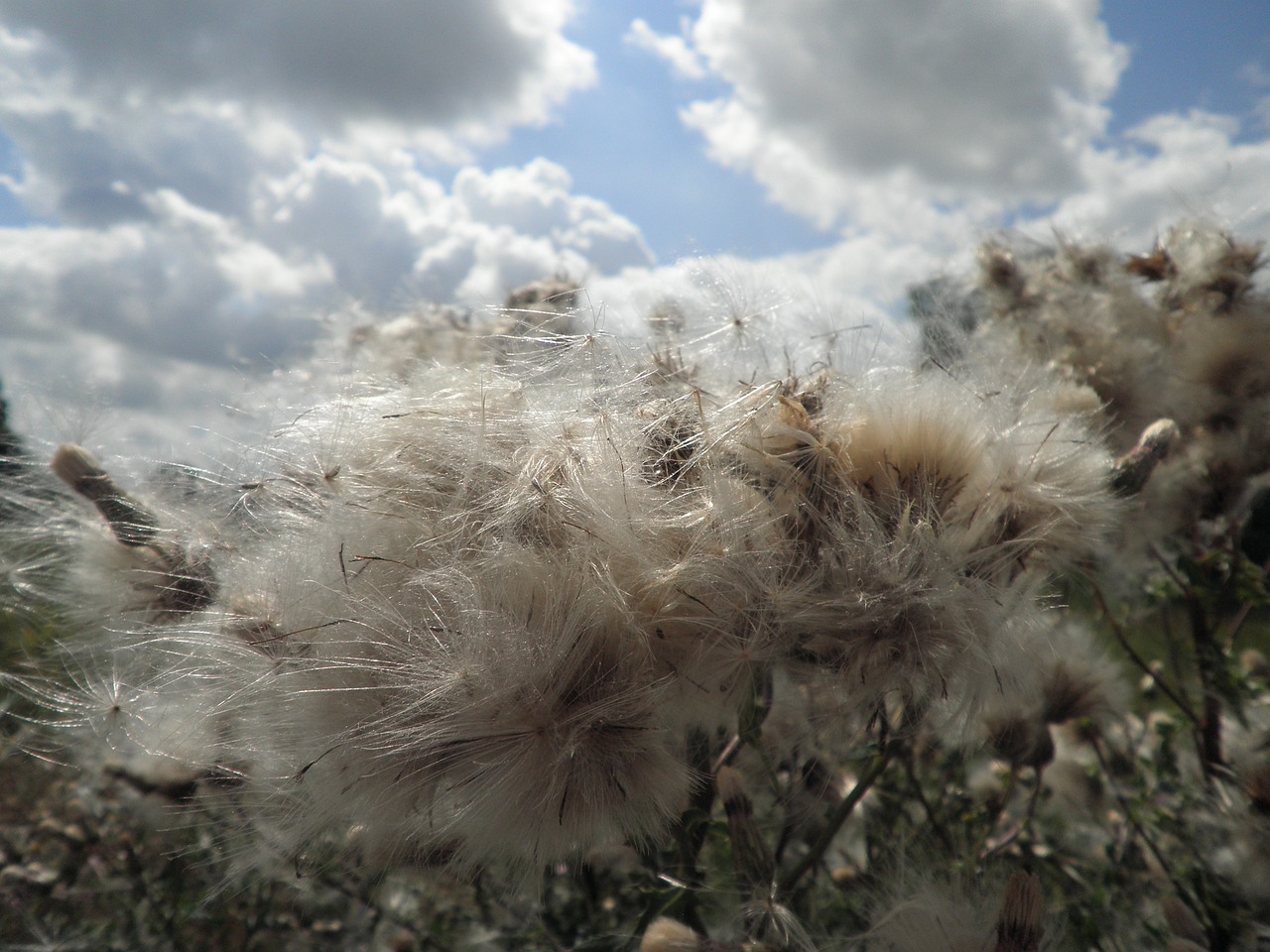 plant meadow thistle free photo