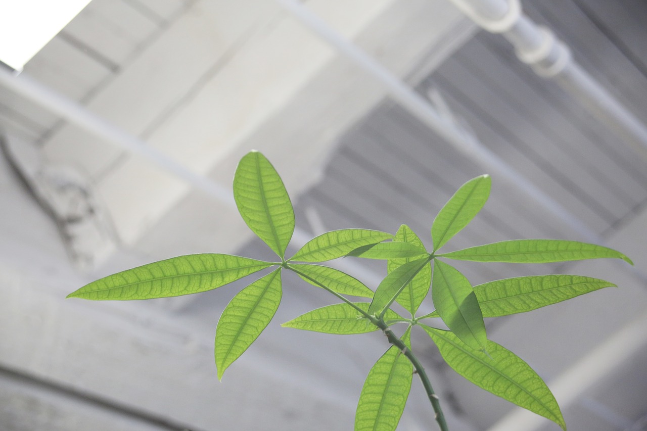 plant leaves indoors free photo