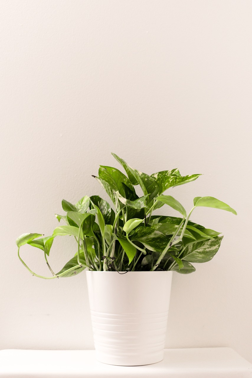 plant  ceramic  white free photo