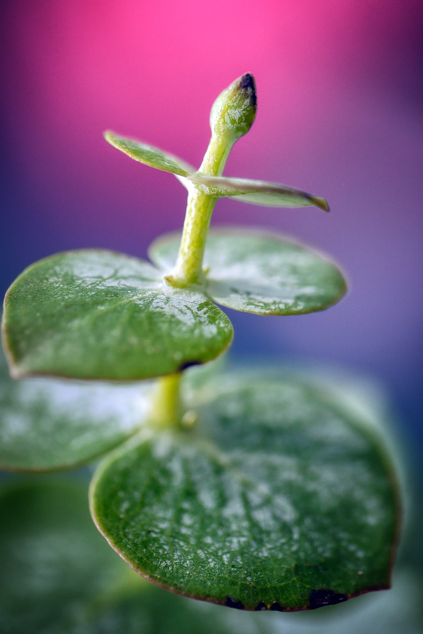 plant  bud  flower free photo