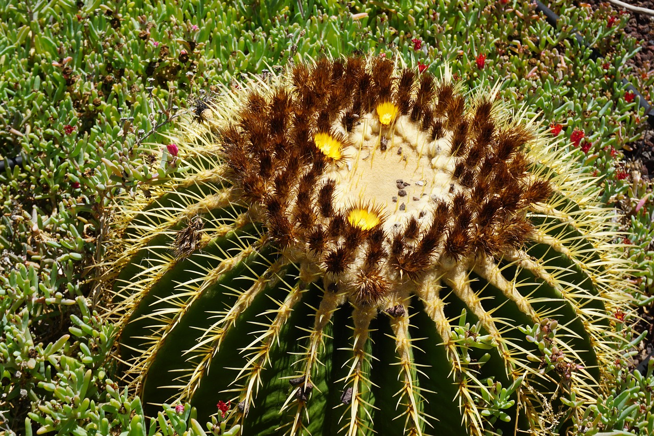 plant  cactus  desert free photo