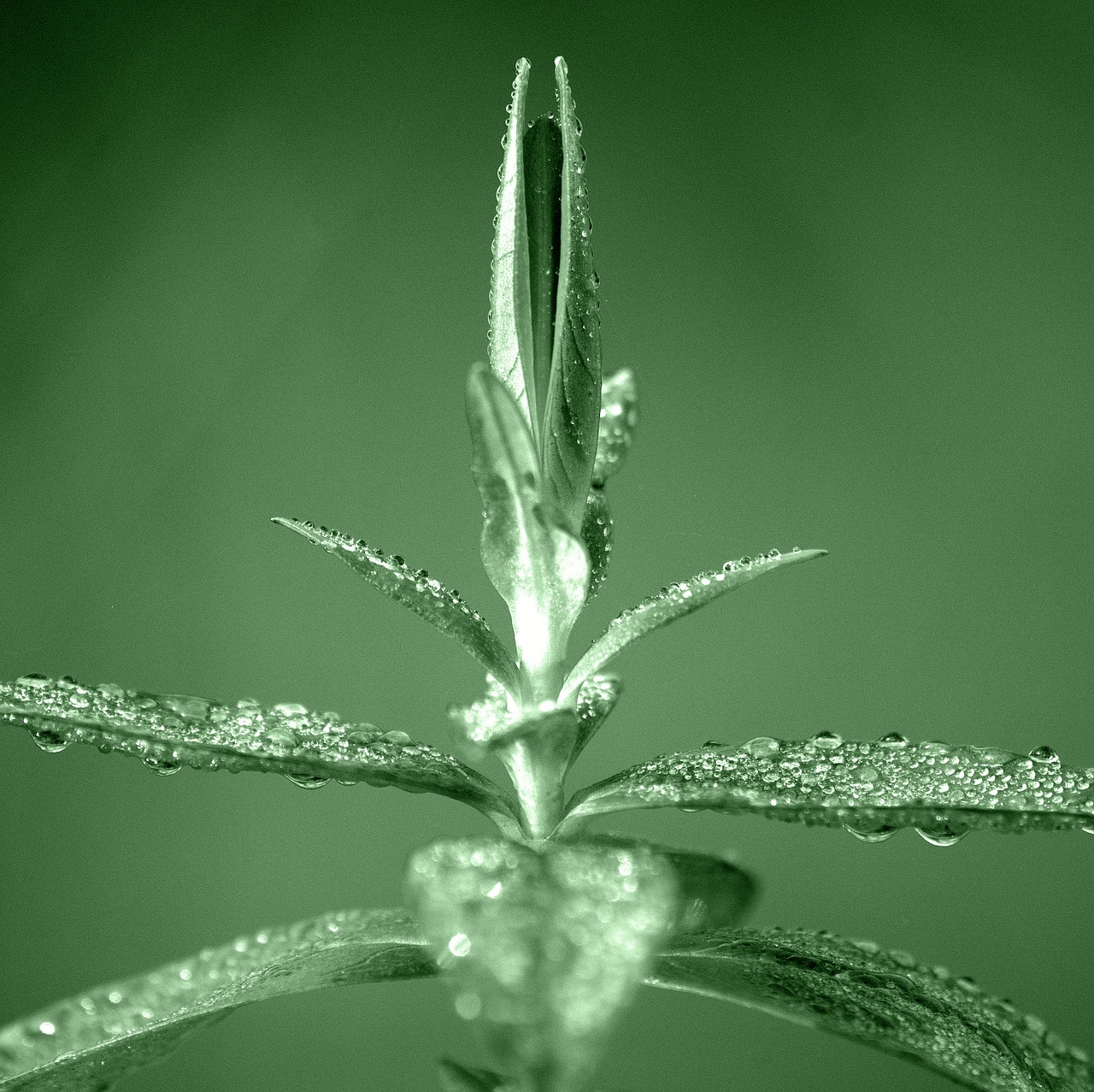 plant  dewdrop  morgentau free photo