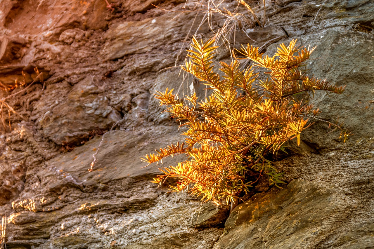 plant  conifer  dry free photo