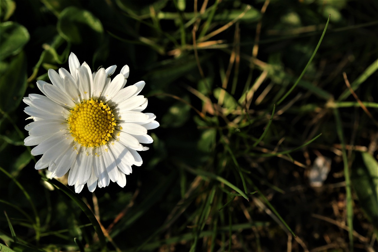 plant  yellow  petals free photo