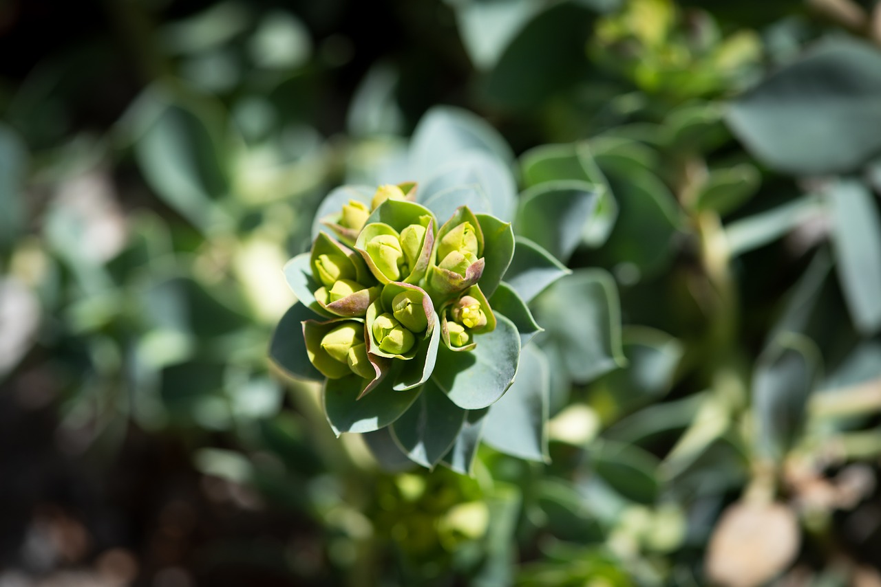 plant  green  garden free photo