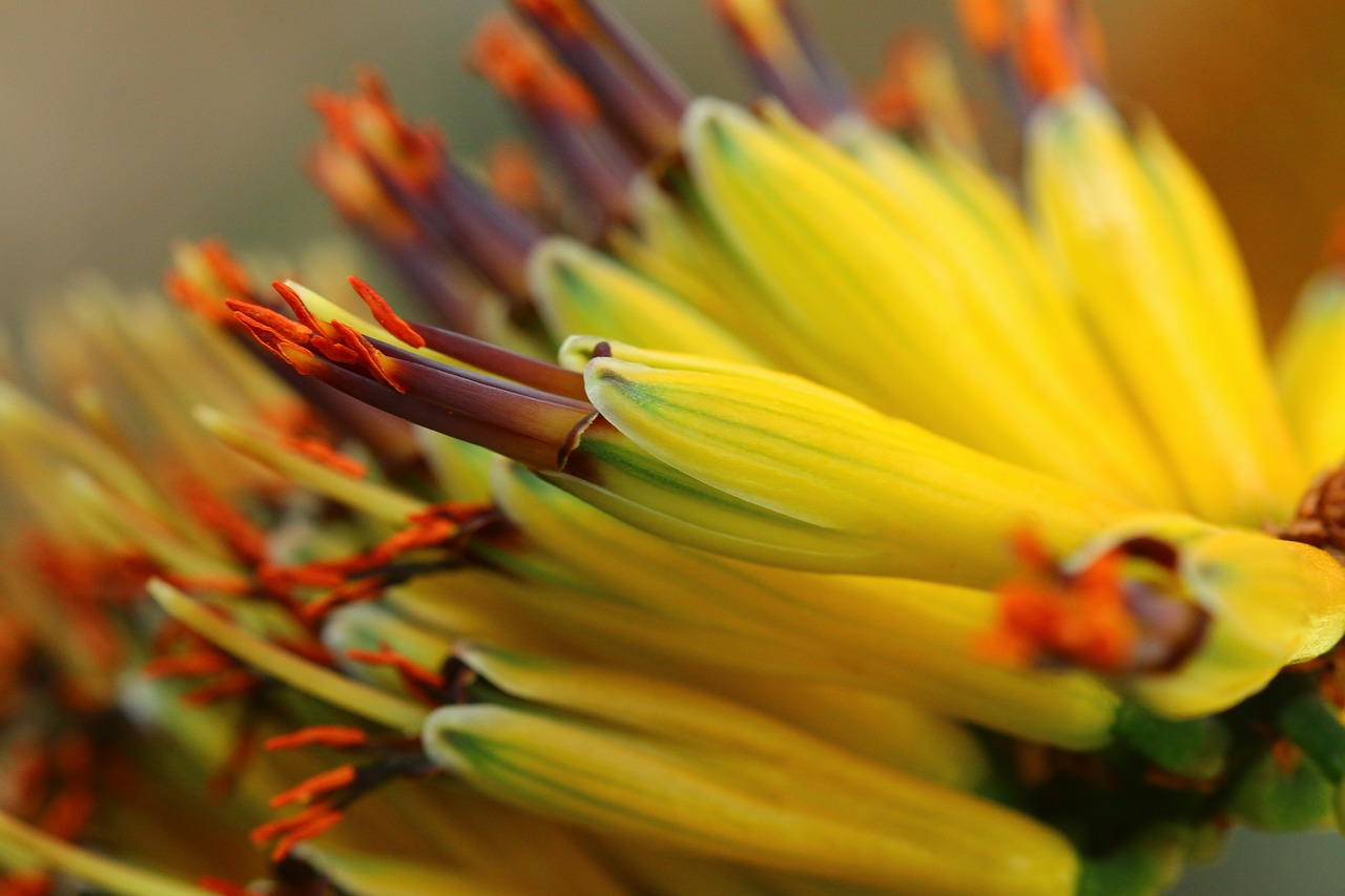 plant  macro  yellow free photo