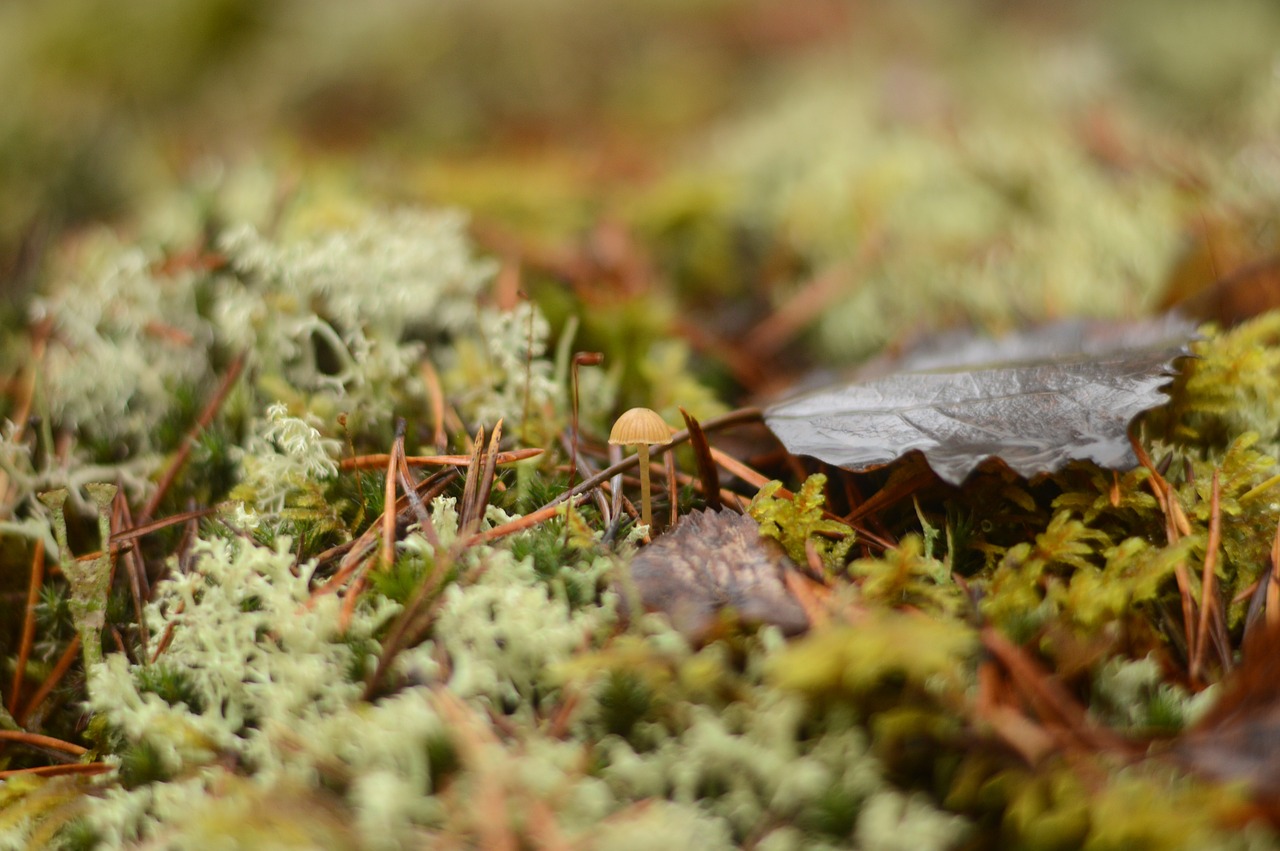 plant  natural  mushroom free photo