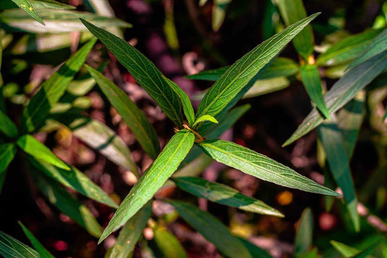 plant  leaves  growing free photo