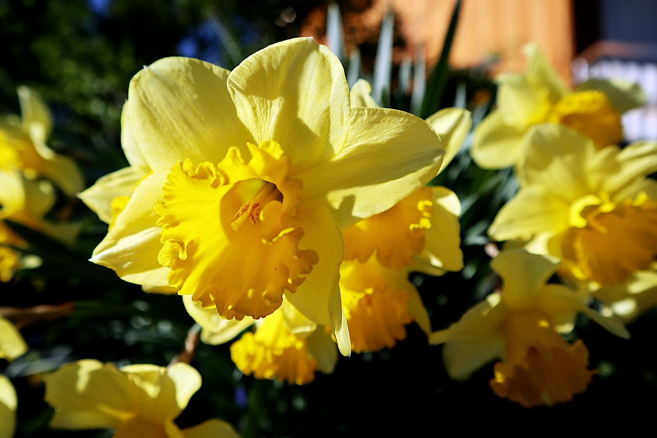 plant  yellow  garden free photo