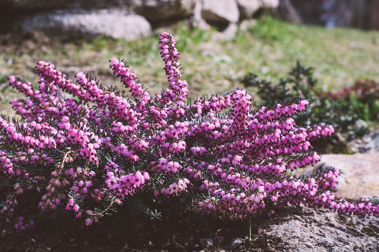 plant  flowers  purple free photo