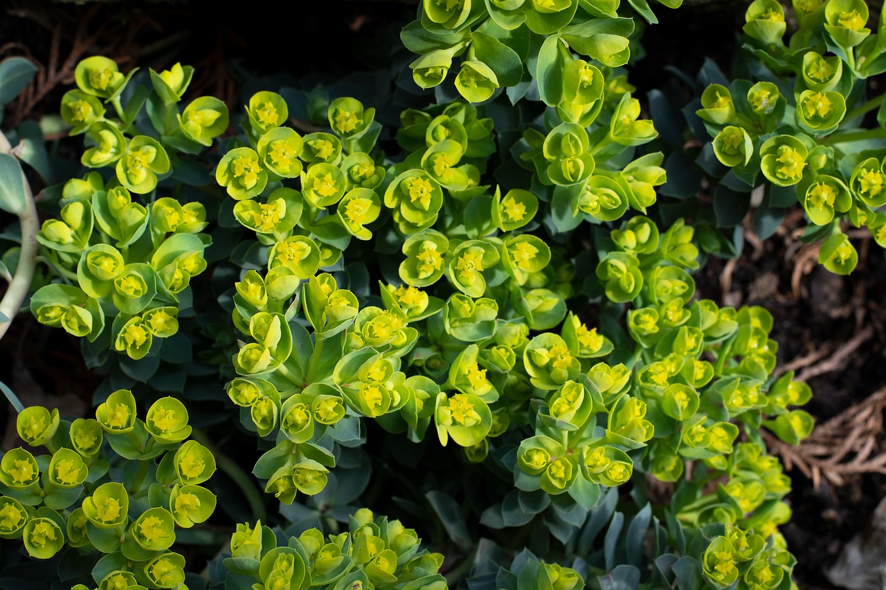 plant  garden  flowers free photo