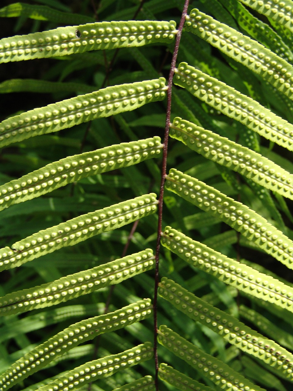 plant  fern  leaves free photo