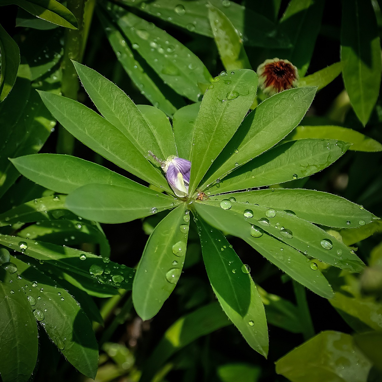 plant leaves raindrops free photo
