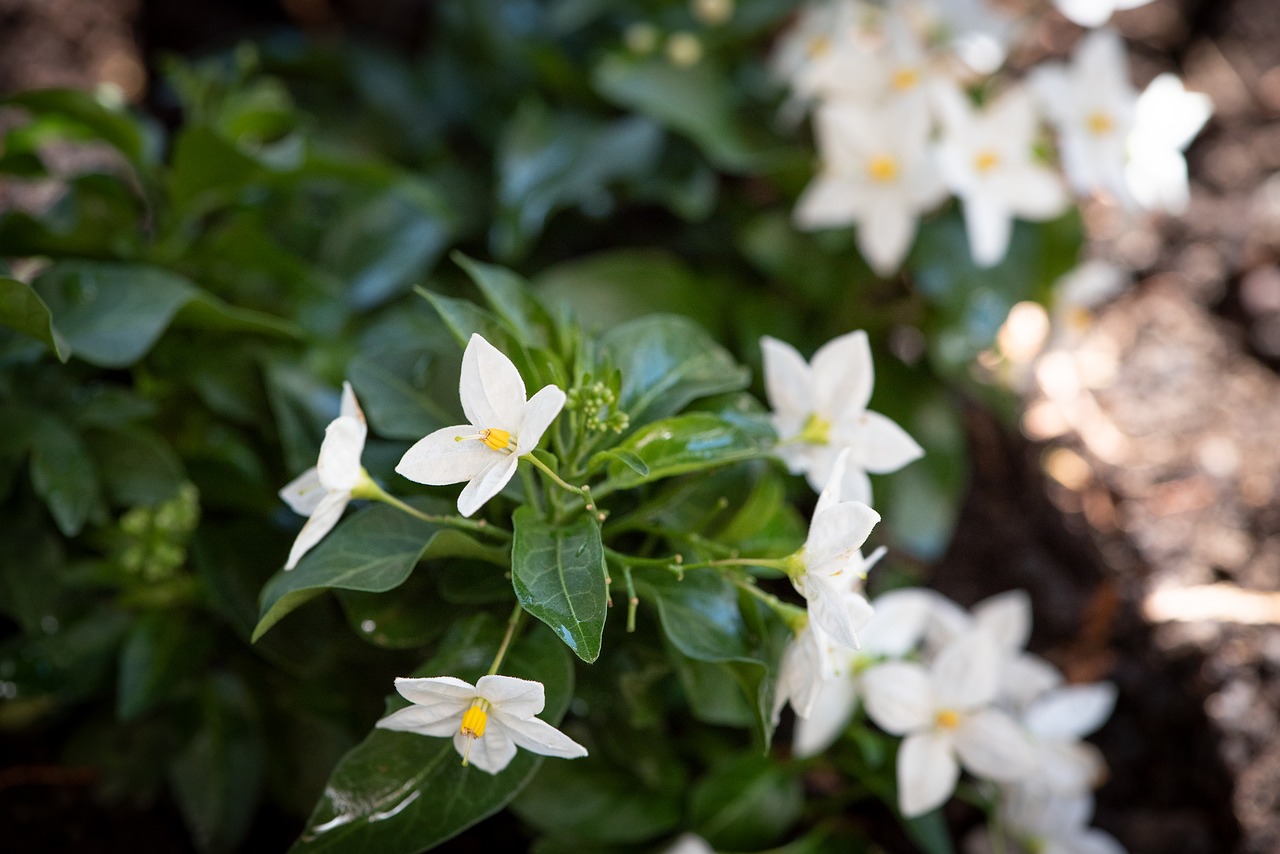 plant  flowers  white free photo