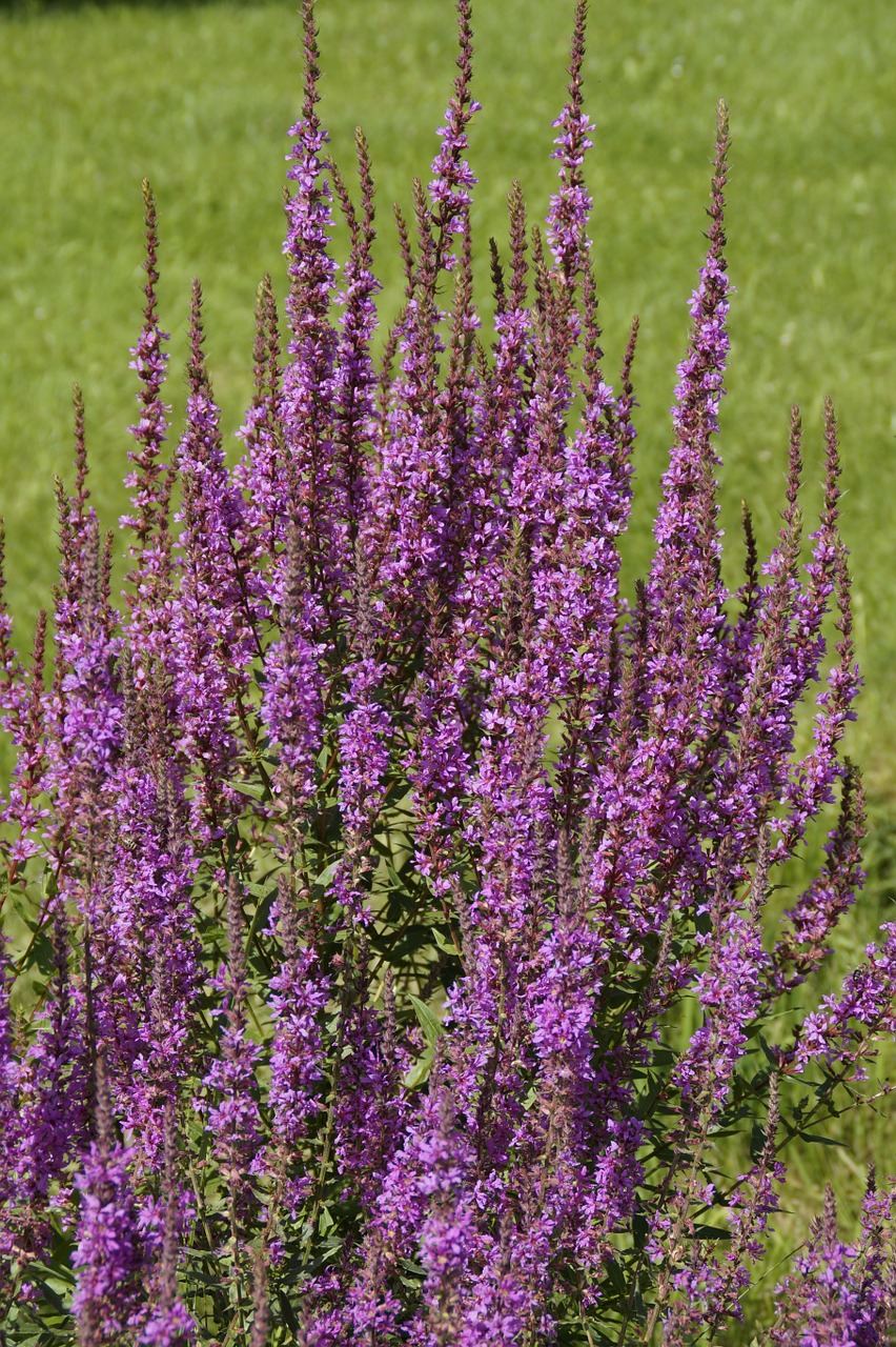 plant purple inflorescence free photo