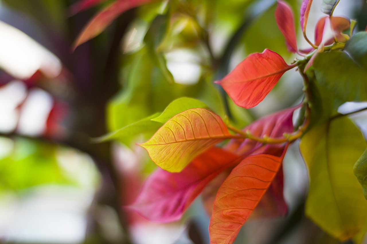 plant  leaves  colored leaves free photo