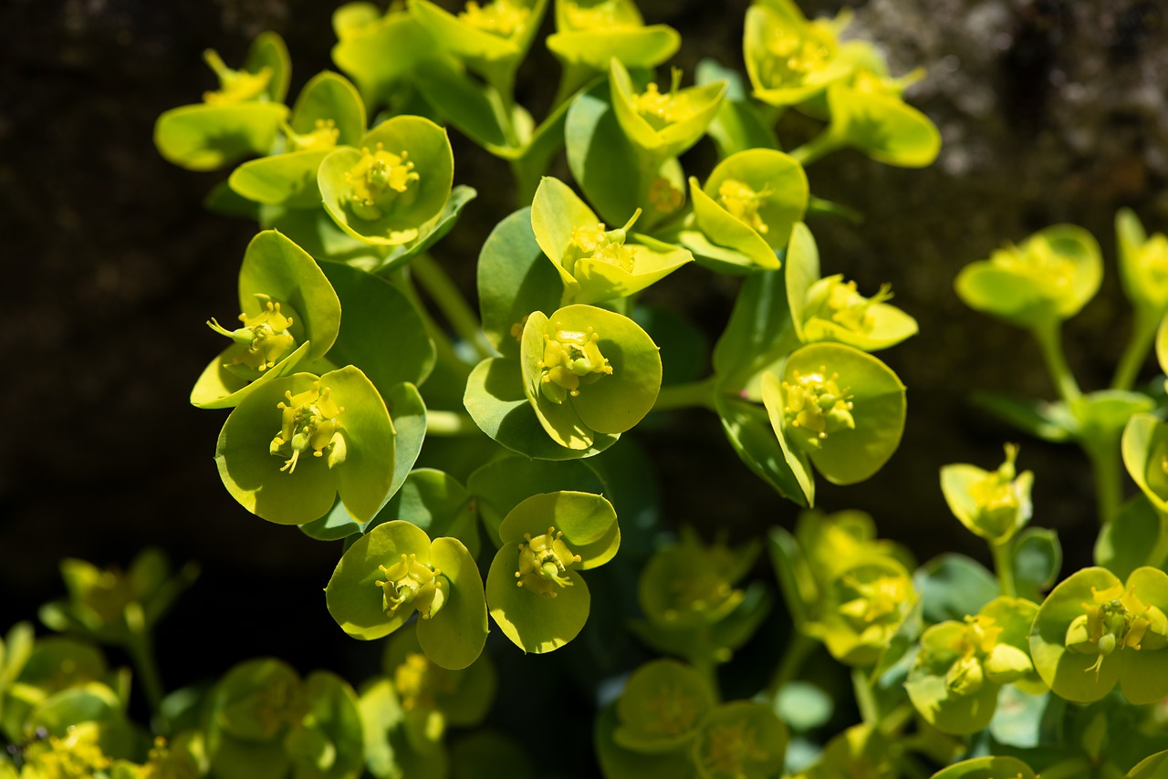 plant  green  garden free photo