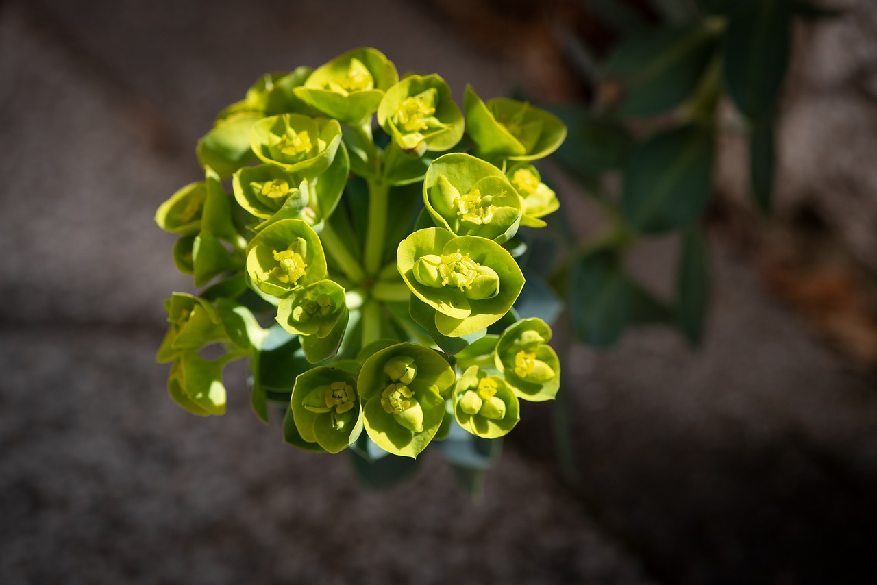 plant  green  blossom free photo