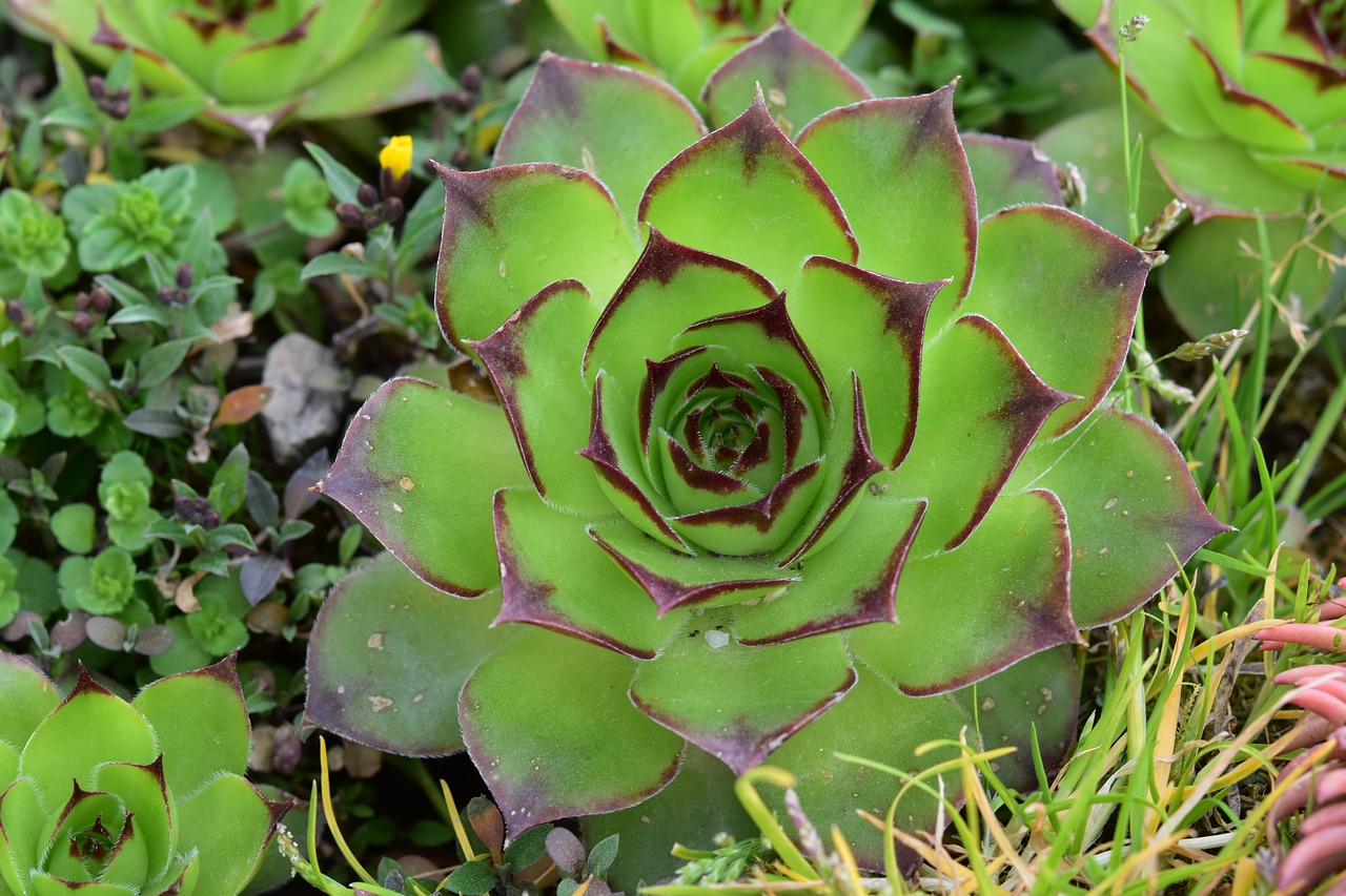 plant  green plant  cactus free photo