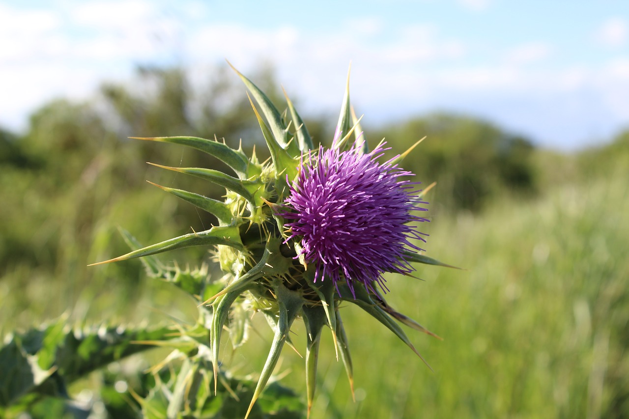 plant  thistle  flower free photo