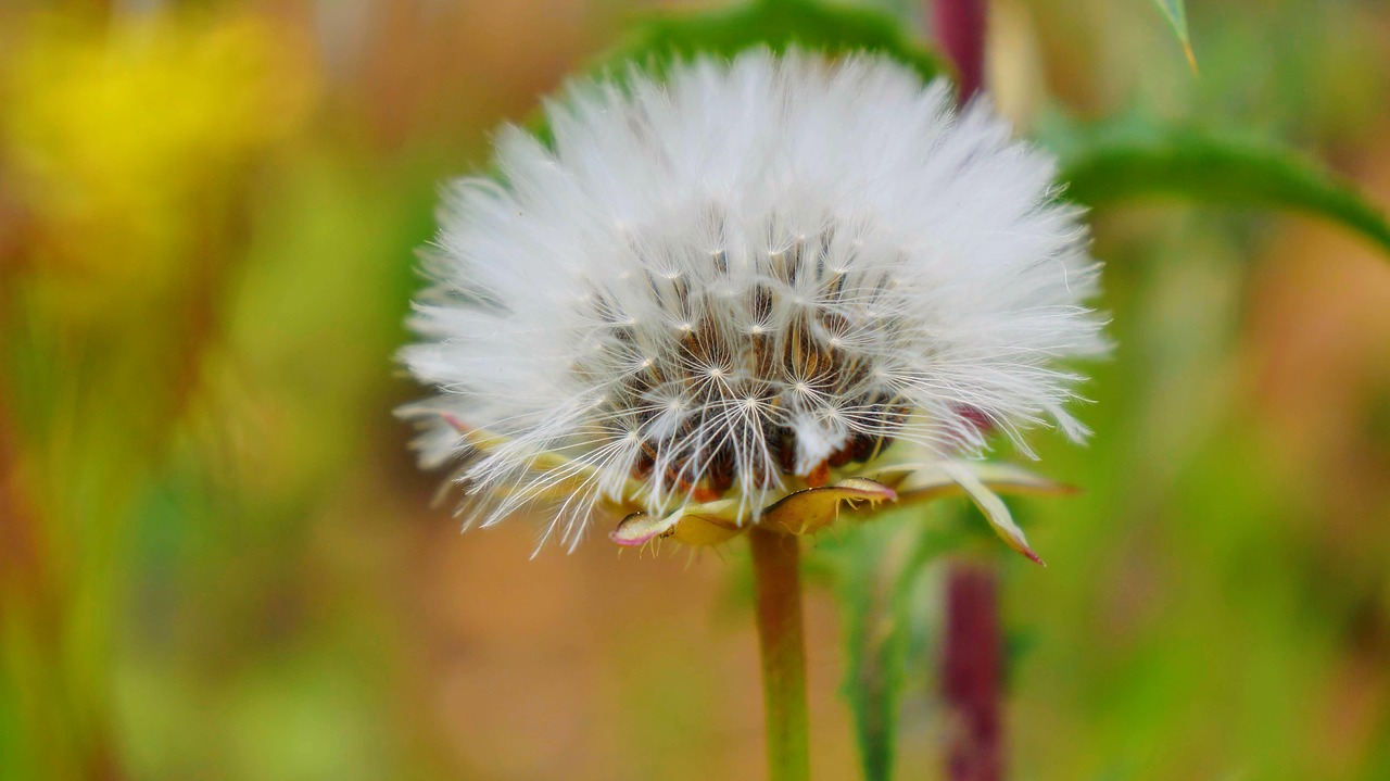 plant  green  spring free photo