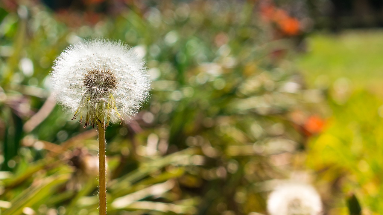 plant  green  nature free photo