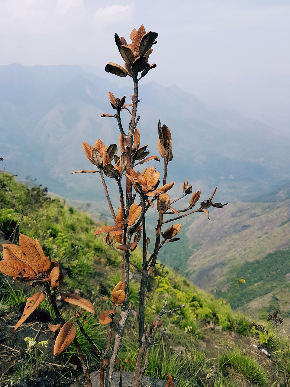 plant  dry  nature free photo