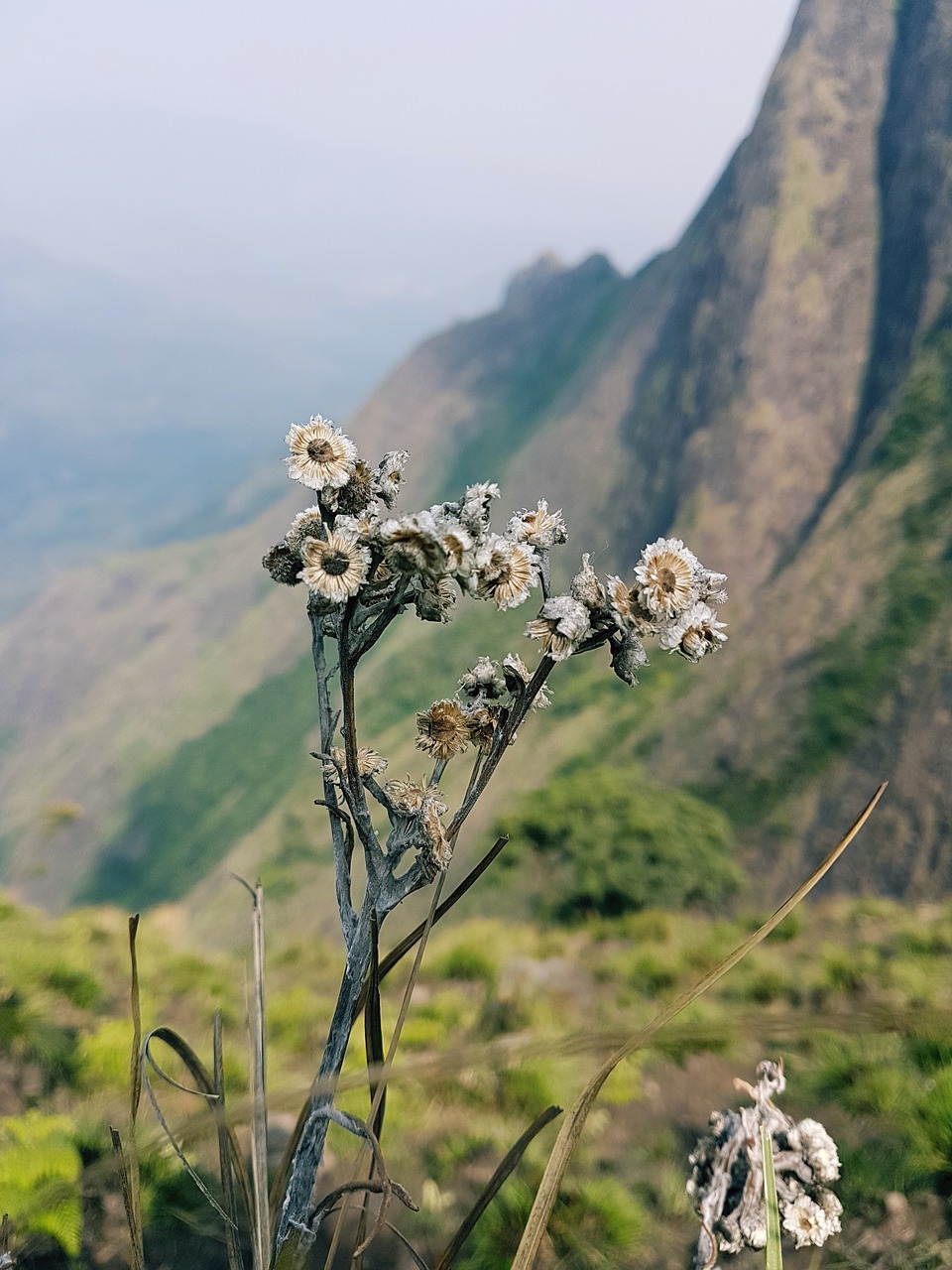 plant  dry  nature free photo