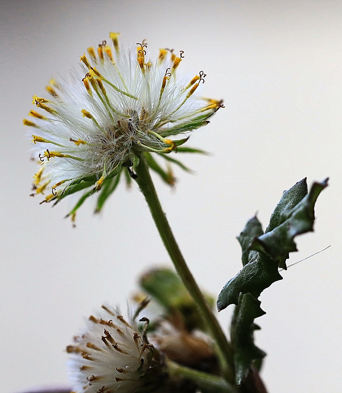 plant  inflorescence  nature free photo